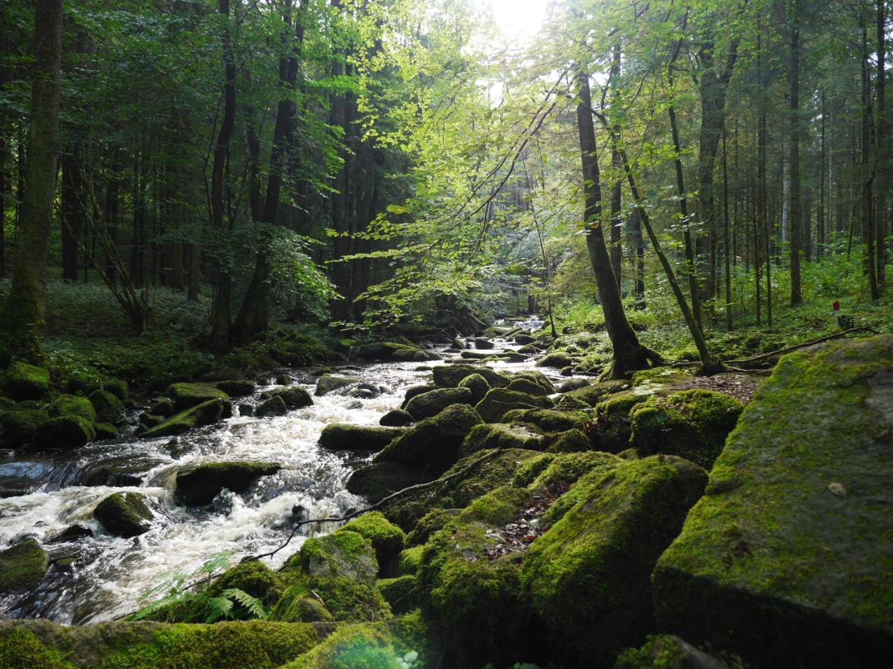 Fewo Kedo Neukirchen vorm Wald Exteriér fotografie