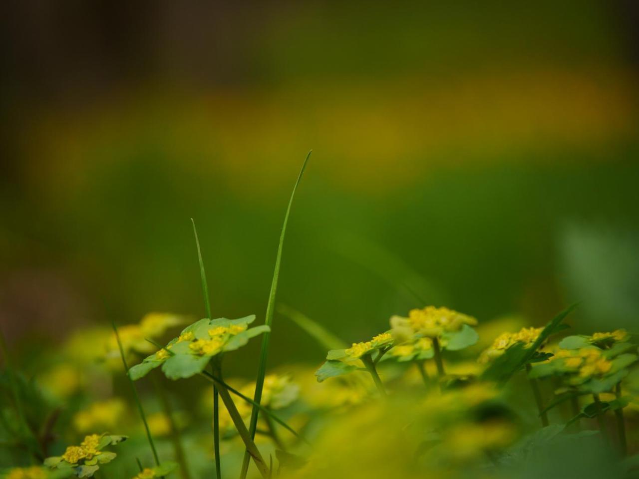 Fewo Kedo Neukirchen vorm Wald Exteriér fotografie