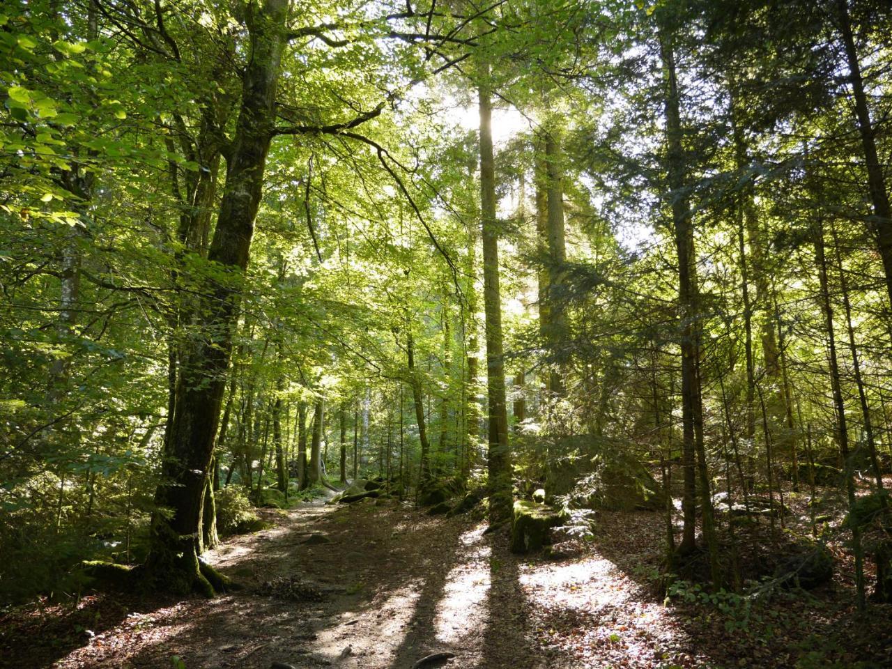 Fewo Kedo Neukirchen vorm Wald Exteriér fotografie